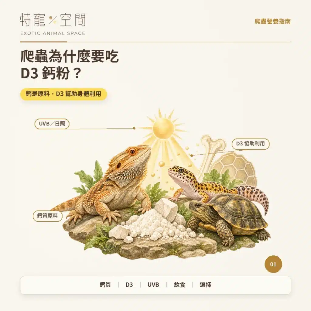 01 爬蟲為什麼要吃D3鈣粉 封面